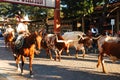 Round up in Fort Worth