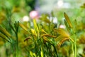 beautiflul yellow lily in the garden with insect flying, slow motion natural background The famous gardens of Butchert