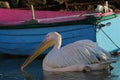 Famous Georgia Pelican of mykonos, cyclades , Greece Royalty Free Stock Photo