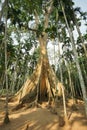 The famous giant tree in Uthai Thani, Thailand