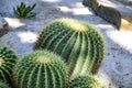 Famous golden barrel cactus Echinocactus grusonii Hildm Royalty Free Stock Photo