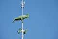 Green parrot in the sky of Valencia. Royalty Free Stock Photo