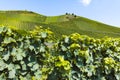 Famous green terraced vineyards in Mosel river valley, Germany, production of quality white and red wine, riesling Royalty Free Stock Photo