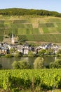 Famous green terraced vineyards in Mosel river valley, Germany, production of quality white and red wine, riesling Royalty Free Stock Photo