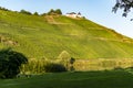 Famous green terraced vineyards in Mosel river valley, Germany, production of quality white and red wine, riesling Royalty Free Stock Photo