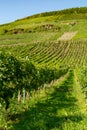 Famous green terraced vineyards in Mosel river valley, Germany, production of quality white and red wine, riesling Royalty Free Stock Photo