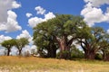 Baines baobabs in Nxai pan,Botswana Royalty Free Stock Photo