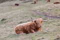 Famous hairy coo long hair cow in Scottish hills resting on mead Royalty Free Stock Photo