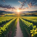 Famous heart shaped road at vineyards pi nik in Slovenia. Rows vineyards near Maribor, close to the Austrian. Scenic