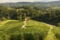 Famous heart shaped road at vineyards Spicnik in Slovenia. Rows vineyards near Maribor, close to the Austrian. Scenic Royalty Free Stock Photo