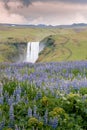 Famous Icelandic waterfall with purple flowers in the foregroung. Skogafoss and lupinus. Red afterglow in clouds. Famous Icelandic Royalty Free Stock Photo