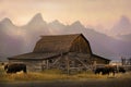 The famous John Moulton barn in Grand Teton on Mormon Row with bison. Royalty Free Stock Photo