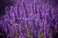 Famous lavender fields in France Provence
