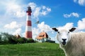 Sheep with the lighthouse westerhever in the background, Schleswig-Holstein in Germany