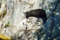 Famous Lion Monument 1820 by Bertel Thorvaldsen, Lucerne, Swit Royalty Free Stock Photo