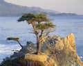 Famous lone cypress