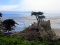 The famous Lone Cypress, taken on the 17 mile drive near Pebble Beach, California Royalty Free Stock Photo