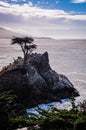 The famous Lone Cypress tree, at Pebble Beach Royalty Free Stock Photo