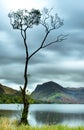 The famous lone tree at Buttermere in the glorious English Lake District