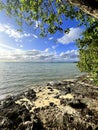 The Famous Lone Tree framed from Shore