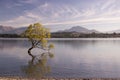 Famous lonely Willow tree in Lake Wanaka, New Zealand