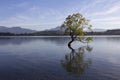 Famous lonely Willow tree in Lake Wanaka, New Zealand