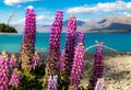 The famous lupines of Lake Tekapo, New Zealand 17