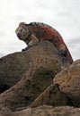 Famous Marine Iguana Royalty Free Stock Photo