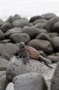 Famous Marine Iguana Royalty Free Stock Photo