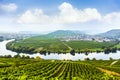 Famous Moselle Sinuosity with vineyards Royalty Free Stock Photo