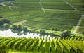 Famous Moselle Sinuosity with vineyards Royalty Free Stock Photo
