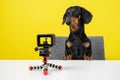 Famous obedient dachshund blogger sits at table and shoots video blog for dogs on action camera on yellow background, front view.