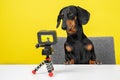 Famous obedient dachshund blogger sits at table and shoots video blog for dogs on action camera on yellow background, front view.