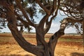 Famous old juniper Tree of Lovers closeup. Ayia Napa, Cyprus