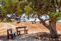Famous old juniper Tree of Lovers near Ayia Napa on Cyprus. Love tree and two wooden benches in shadow for dating or