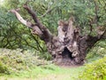 Famous old knobbley old oak tree in forest in mistley Royalty Free Stock Photo