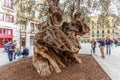 Famous olive tree in Palma