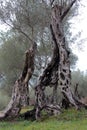 In the famous Olivewood - magic shapes (Montenegro, Ulcinj, winter)