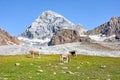 Italy mountains Ortler Royalty Free Stock Photo