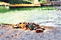 The famous padlocks on one of the bridges over the Seine in Paris in autumn Royalty Free Stock Photo