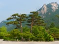 Famous pair pines - symbol of Seoraksan National Park