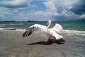 The famous Pelican of Mykonos island Royalty Free Stock Photo