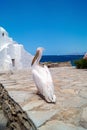 The famous Pelican of Mykonos island Royalty Free Stock Photo