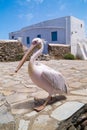 The famous Pelican of Mykonos island, Greece Royalty Free Stock Photo