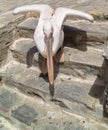 The famous Pelican of Mykonos island, Greece Royalty Free Stock Photo