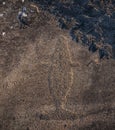 famous petroglyphs at Cape Besov nos in Lake Onega, Whale drawing