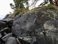 The famous petroglyphs at East Sooke Park, on Vancouver Island, Canada. An ancient rock carving of a seal