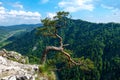 Famous pine on Sokolica peak and Dunajec river in southern Poland. Royalty Free Stock Photo