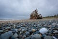 Pesuta Shipwreck on Haida Gwaii Royalty Free Stock Photo