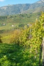 The famous Prosecco vineyards Nortern Italy, Veneto Region. Color image Royalty Free Stock Photo